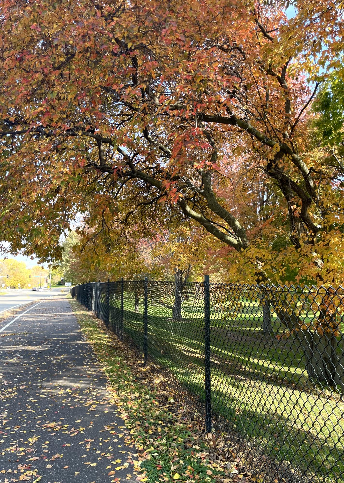 Autumn's Arrival in Roseville Through Photos