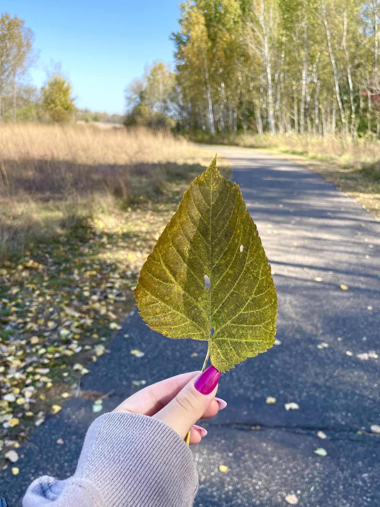 Autumn's Arrival in Roseville Through Photos