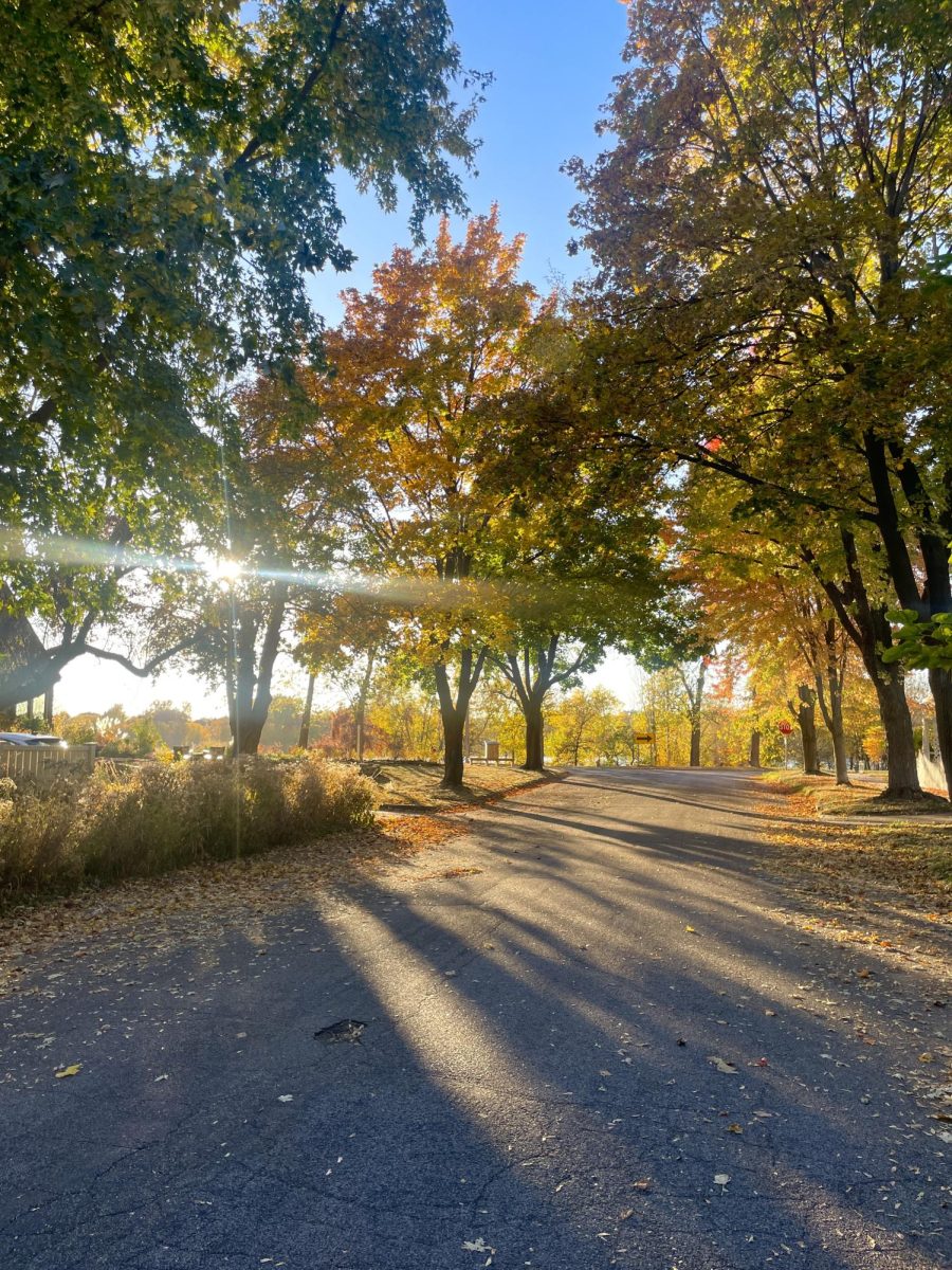 The sun peaks through the changing colored trees.