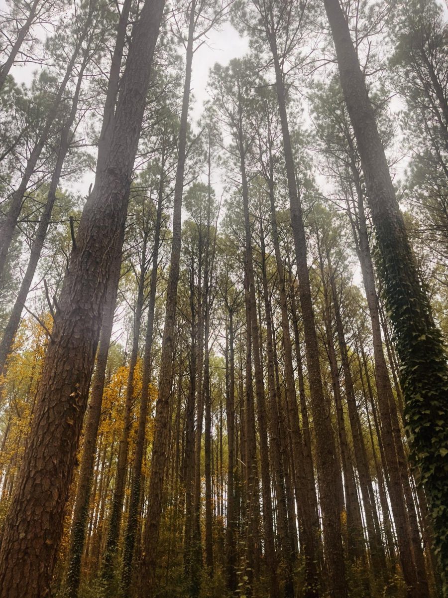 Taken by Thomas Lein in Northen Minnesota 